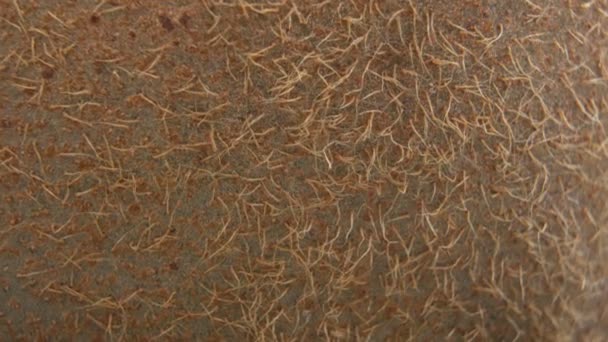 Detailní Makro záběr tenké světle hnědé kiwi kůže s mini vlasy na vrcholu - Záběry, video