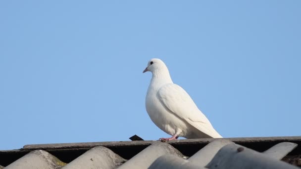 biały gołąb na dachu zrzuca pióra - Materiał filmowy, wideo