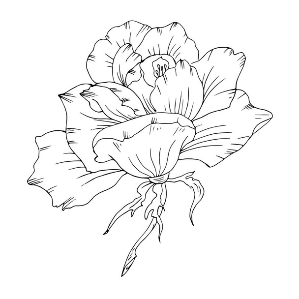 Beyaz arkaplanda izole çiçekler - Vektör, Görsel