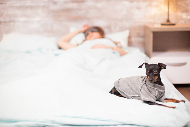 Little dog sitting comfortable on the edge of the bed - Фото, изображение