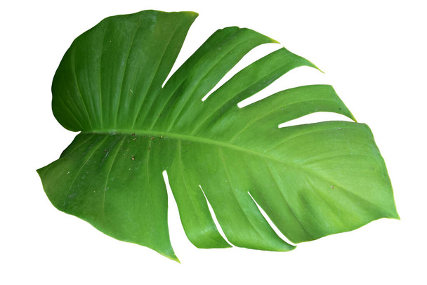 Hoja verde de Monstera sobre fondo blanco, plantas tropicales verdaderas del follaje de la selva
. - Foto, Imagen