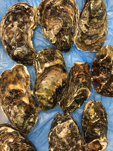 Rohe Austern mit geschlossenen Schalenklappen auf blau - Foto, Bild