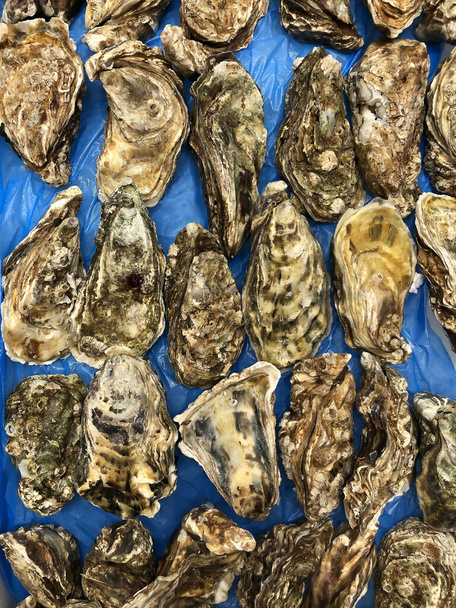Rauwe oesters met gesloten schelpflappen op blauw - Foto, afbeelding
