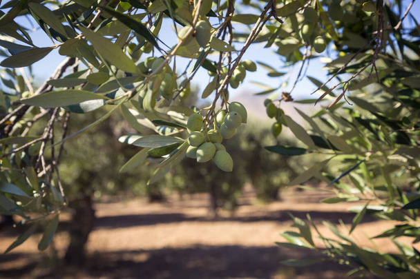 Olijfbomen tuin, mediterrane olijfgaard klaar voor de oogst. - Foto, afbeelding