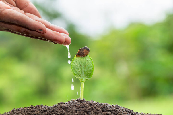 Kädet kastelevat pieniä vihreitä kasveja ja istuttavat taimia ilmaston lämpenemisen vähentämiseksi. Taimien ja maaperän hoidon käsite Pelasta maailma istuttamalla puita
. - Valokuva, kuva