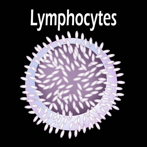 La struttura del linfocita. Linfociti cellule del sangue. Immunità ai globuli bianchi. Leucociti. Infografica. Illustrazione vettoriale
. - Vettoriali, immagini