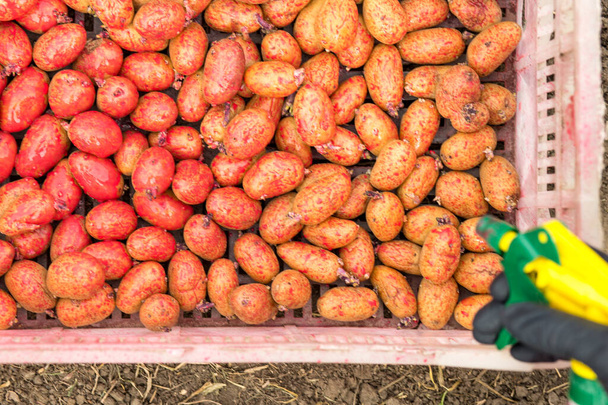 Burgonya feldolgozása coloradói burgonyabogárral ültetés előtt - Fotó, kép