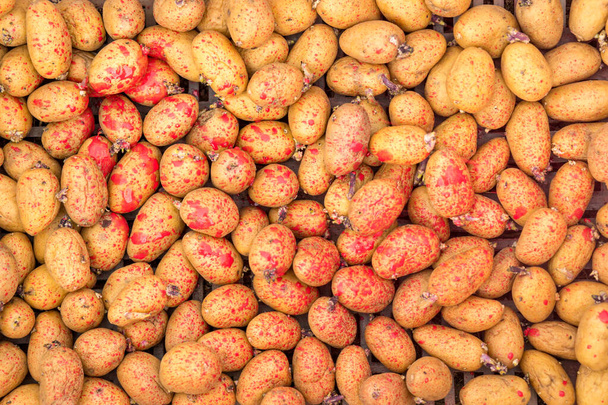 Patates yetiştirilirken böcek ilacı ve mantar ilacı kullanılması. İşlenmiş patates. - Fotoğraf, Görsel