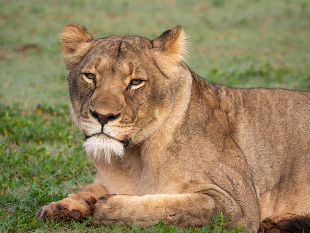 Лев (Panthera leo) самка (львица). Восточный мыс. Южная Африка
 - Фото, изображение