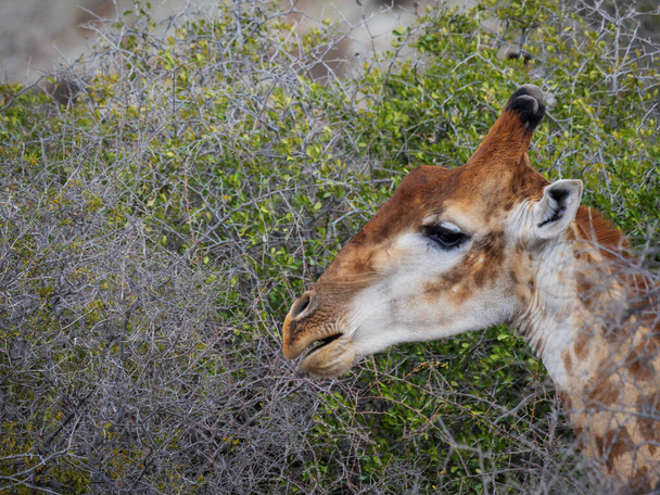 Південноафриканський жираф або мис жираф (Giraffa camelopardalis giraffa). Кару (Західний Кейп, ПАР). - Фото, зображення