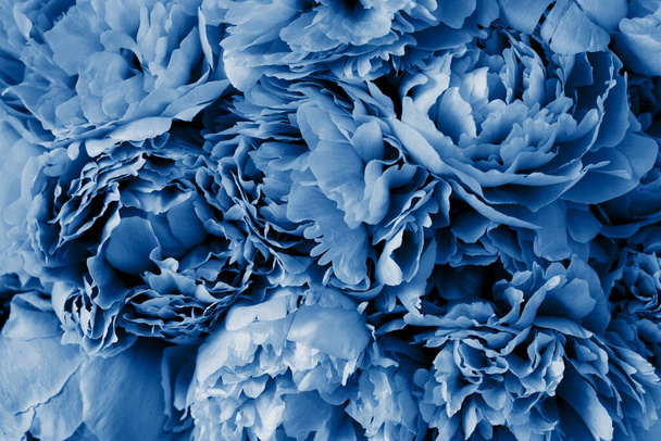 trendkleur van het jaar 2020 klassiek blauw. mooie pioen bloem achtergrond - Foto, afbeelding