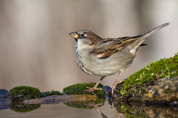 Casa Sparrow, Passer domesticus, bere arroccato su rocce ricoperte di muschio ai margini di un ruscello. Spagna
 - Foto, immagini