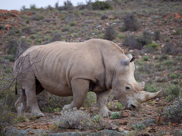 Rhinocéros blanc ou rhinocéros à lèvres carrées (Ceratotherium simum). Karoo, Western Cape, Afrique du Sud
 - Photo, image