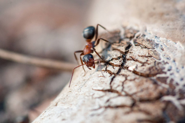ant close up walking on a tree. blurred backgroun - Photo, Image