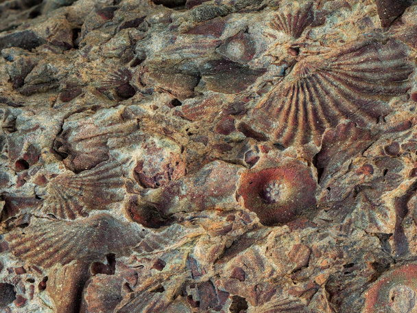 Фоссилізовані (скам'янілі) раковини, рослини і криноїди. Кару (Західний Кейп, ПАР). - Фото, зображення