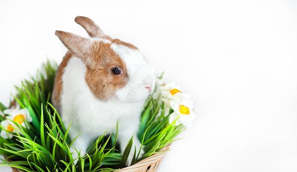 branco-marrom bonito coelho jovem isolado no fundo branco. Adorável jovem coelho sentado
 - Foto, Imagem