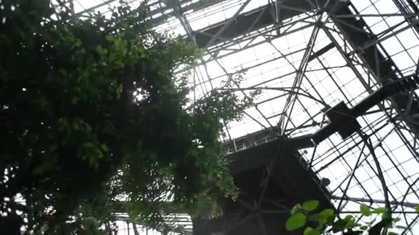greenhouse roof with leaves and sun - Imágenes, Vídeo