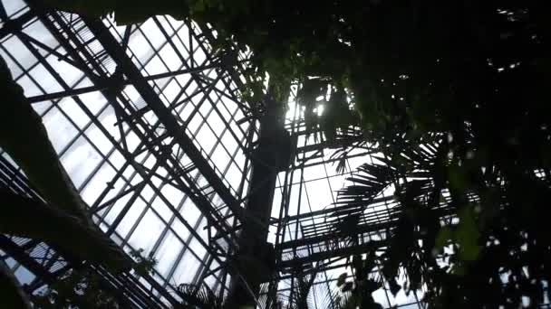 greenhouse roof with leaves and sun - Felvétel, videó