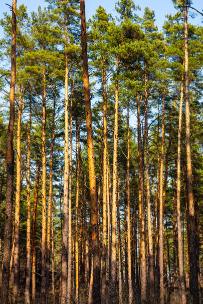 Borový les za slunečného dne proti modré obloze bez mraků - Fotografie, Obrázek