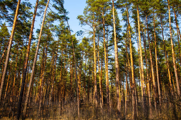 Pine forest on a sunny day against the blue sky without clouds - Photo, Image