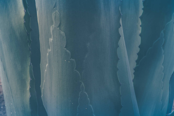 スパイク・アガベ、とげのある葉、抽象的な性質の背景、エキゾチックな植物、緑と青の色調、仮想背景、ビデオ会議の背景 - 写真・画像