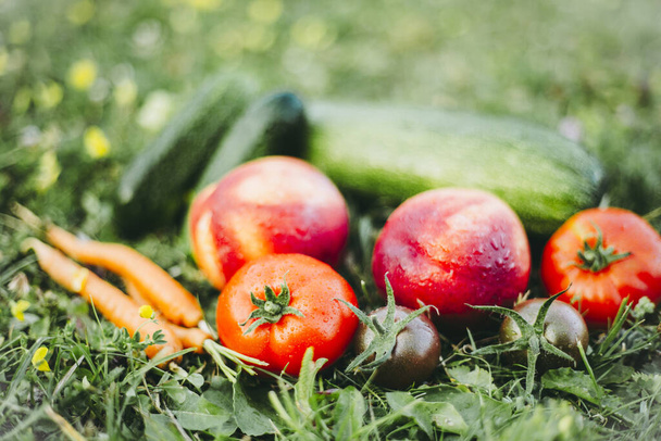 Recién recogido varias verduras en una pila sobre una hierba verde en verano con espacio para copiar, enfoque selectivo en el tomate rojo y negro
. - Foto, imagen