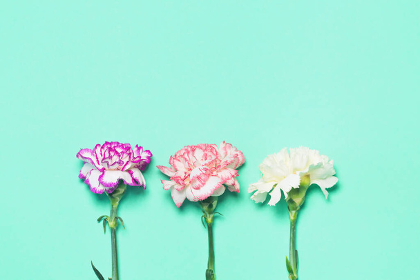 Creative layout made of colorful carnation flowers  on pastel background. Copy space. Flat lay. Nature concept - Photo, Image