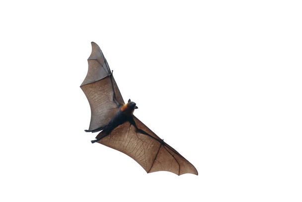 Murciélago volando aislado sobre fondo blanco
 - Foto, imagen