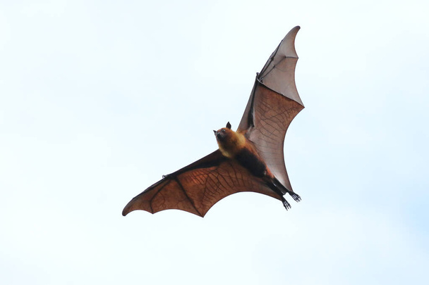 Morcego voando no céu
 - Foto, Imagem