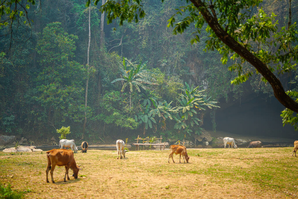 Koeien en dieren die gras eten in de buurt van wilde rivieren in tropisch groen bos. Exotisch natuurlijk ecosysteem en prachtig landschap - Foto, afbeelding
