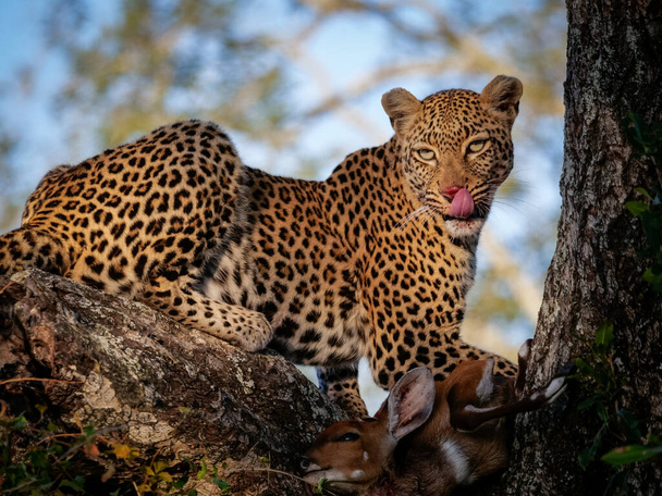 Csodálatos leopárd (Panthera pardus) egy fán a Bushbuck (Tragelaphus Scriptus) ölni.. Mpumalanga. Dél-Afrika. - Fotó, kép