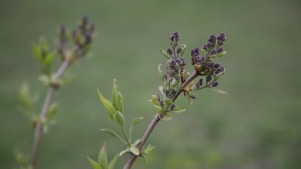 Branch of lilac swaying in the wind on a background of green grass - Video
