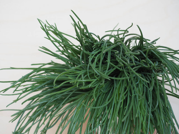 agretti (Salsola soda), také znám jako saltwort, ruské bodláčí nebo barilla rostlinná zelenina vegetariánské a veganské jídlo - Fotografie, Obrázek