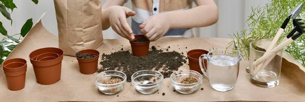  Planting seeds of micro greens of beets, coriander, cabbage. Hands child fills the pots. Banner format. - Photo, image