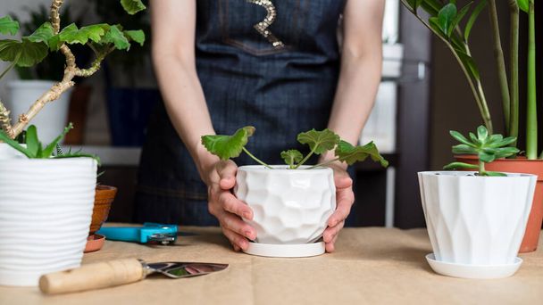Pianta da appartamento in crescita. Le mani di una donna trapiantano una pianta in un vaso nuovo. Trapianto di piante domestiche zamiokulkas
 - Foto, immagini