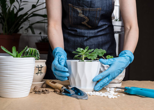 Cultivo de plantas domésticas. Las manos de la mujer transplantando planta a en una olla nueva. Trasplante casa planta zamiokulkas
 - Foto, imagen
