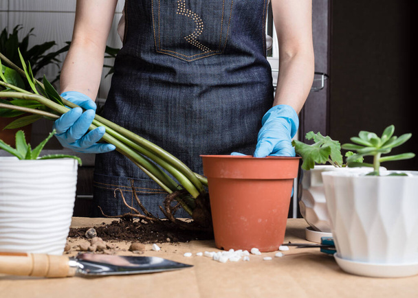 Cultivo de plantas domésticas. Las manos de la mujer transplantando planta a en una olla nueva. Trasplante casa planta zamiokulkas
 - Foto, imagen