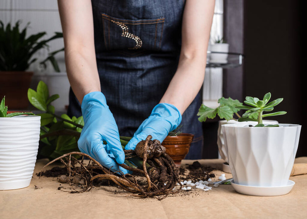Woonplant groeit. Vrouwenhanden transplanteren plant a in een nieuwe pot. Transplantatie huisplant zamiokulkas - Foto, afbeelding