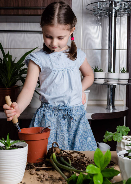 Ev bitkisi büyüyor. Anaokulu kızı yeni bir çömleğe Zamioculcas bitkisi naklediliyor. - Fotoğraf, Görsel