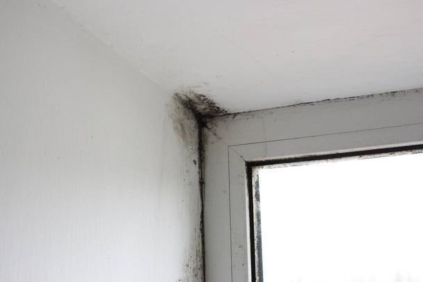 Stachybotrys Chartarum ή μαύρη μούχλα, τοξική μούχλα. Μουλάρι σε πλαγιές σε ένα σπίτι κοντά σε παράθυρα που αφήνουν υγρασία. - Φωτογραφία, εικόνα