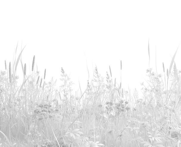 Безбарвна дика трава і дикі квіти на білому тлі. Трав'яний урожай в монохромному білому кольорі. Ілюстрація з копіювальним простором. 3D візуалізація
 - Фото, зображення