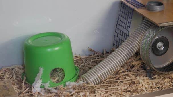 Hamster παίρνει πετσέτες και μαλλί βαμβάκι για να χτίσει ένα σπίτι, Hamster House - Πλάνα, βίντεο