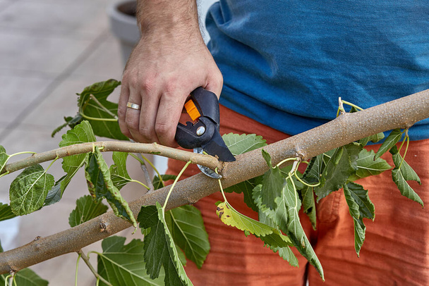 Bûcheron sciant un arbre avec une scie. Un homme coupe des arbres avec une scie et des outils professionnels. souci de la nature. Jardin de printemps
. - Photo, image