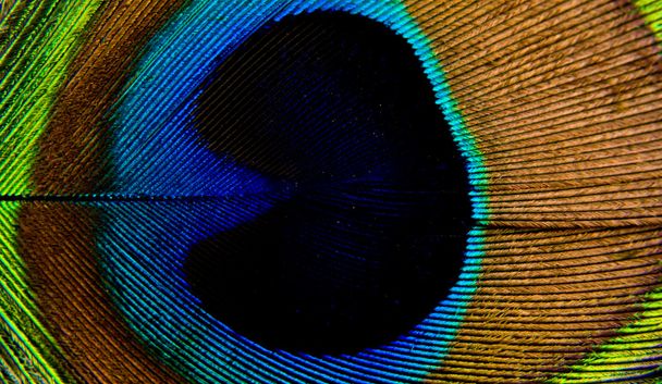 Kolor pióra Paw - Zdjęcie, obraz