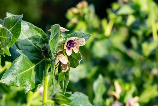 Vadon termő mérgező gyógynövény, a hioszciamusz. Bézs virág lila erekkel és levelekkel - Fotó, kép