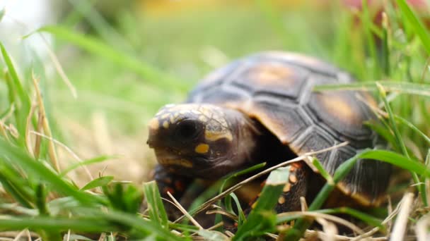 Pequeña tortuga permaneciendo tranquila en la hierba seca y verde en un jardín
 - Metraje, vídeo