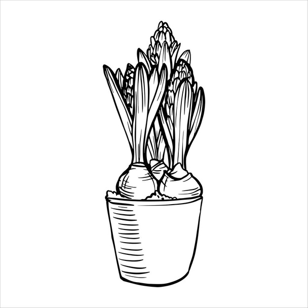 Spring crocus flowers plant in pot. Hyacinth in bloom with bulb. Ink drawing, hand drawn stock vector illustration, black and white design for coloring book pages - Vector, Image