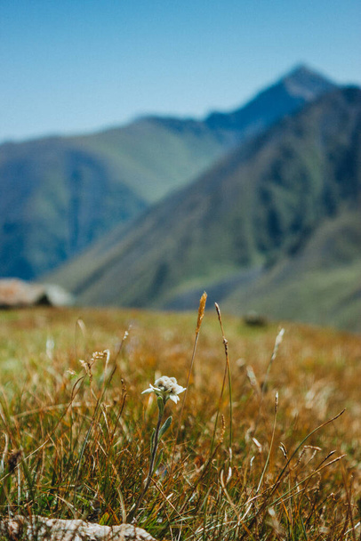 Edelweiss, a European mountain plant with woolly white bracts around its small flowers and downy gray-green leaves. Flower and grass on mountain background - Foto, Bild