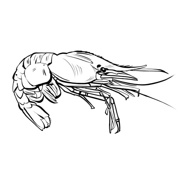 Camarão, lagostim, arte de linha. Tinta desenhada à mão ilustração em preto e branco
 - Foto, Imagem