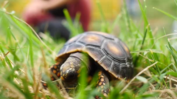 Kilpikonna syö kuivaa ruohoa vihreässä puutarhassa
 - Materiaali, video